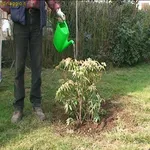 pieris