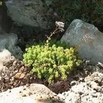giardino roccioso