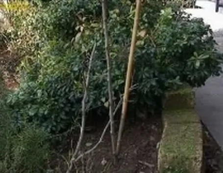 potatura rose
