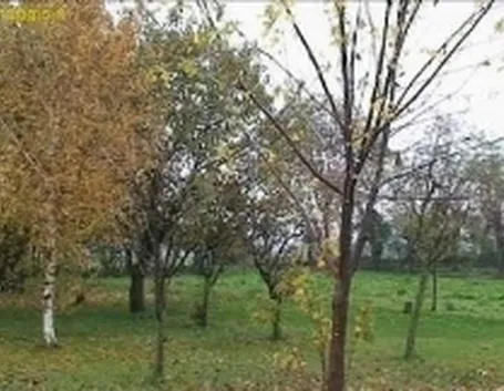 potatura albero