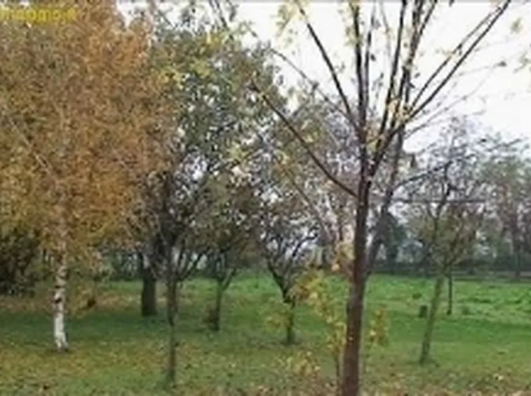 potatura albero