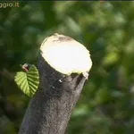 potature autunnali