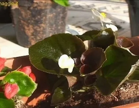vasi da fiore