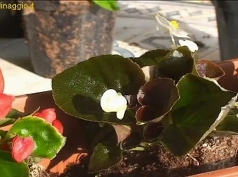 vasi da fiore