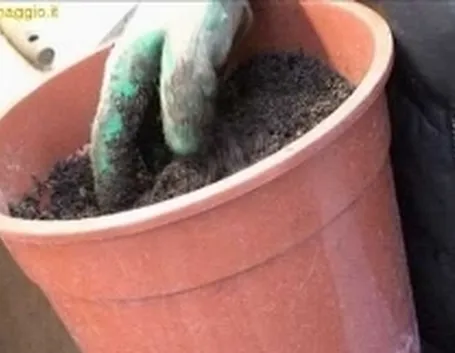 bonsai su roccia