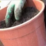 bonsai su roccia