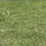 progetto campo irrigazione