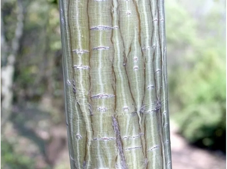 protezione tronco albero