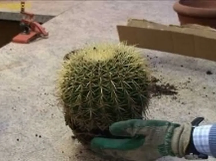 rinvasare cactus