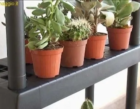 riparare bonsai e piante grasse in inverno