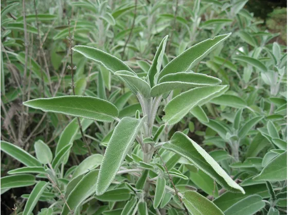 salvia