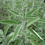 salvia
