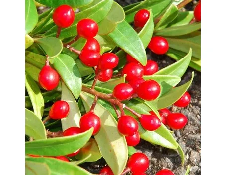 foto skimmia