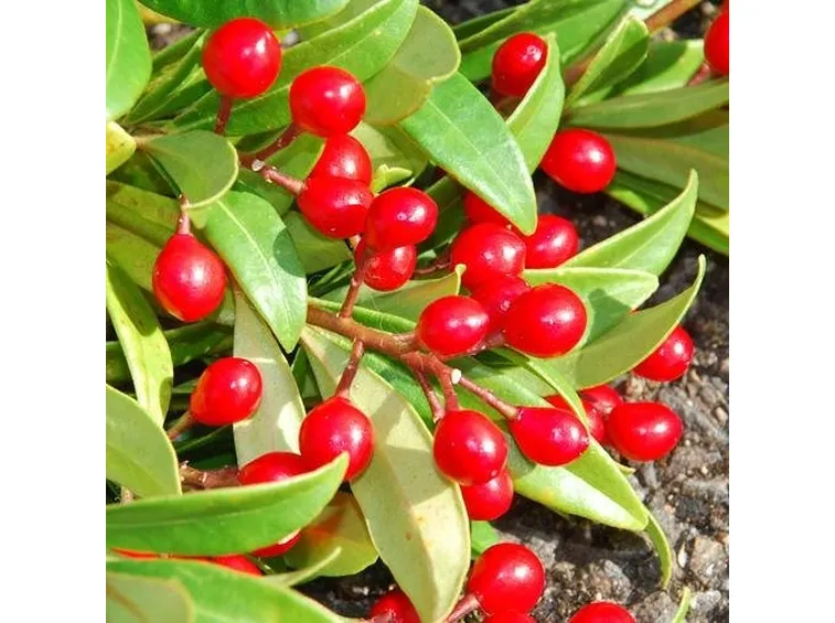 foto skimmia
