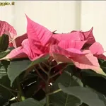 stella di natale