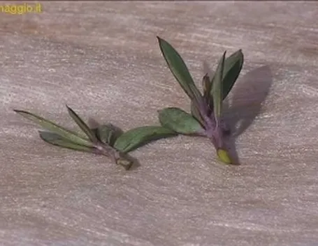 talee di succulente