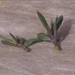 talee di succulente