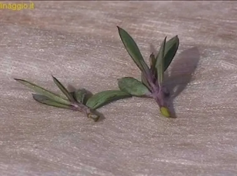 talee di succulente
