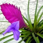tillandsia