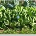 basilico
