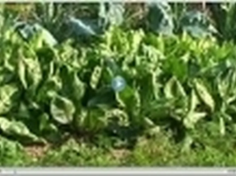 basilico