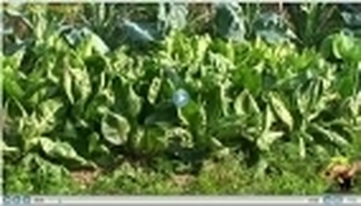 basilico