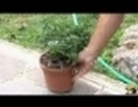coltivare solanum,
