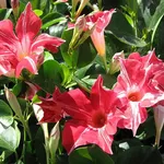 dipladenia