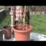 gelsomino