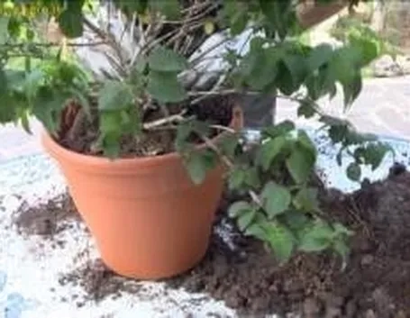 lantana