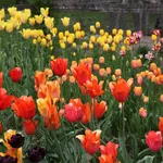 tulipano