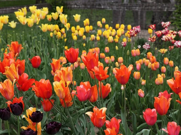 tulipano