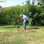 coltivare il melo
