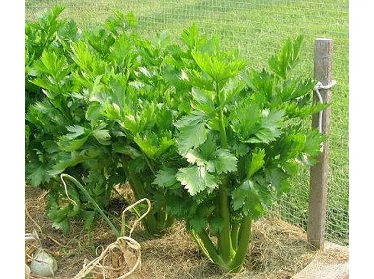 sedano