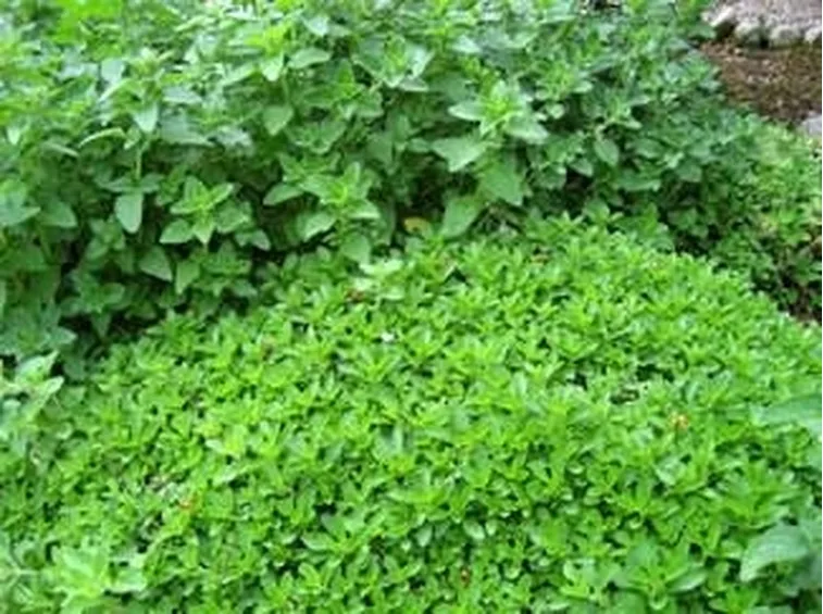 Origano e Maggiorana
