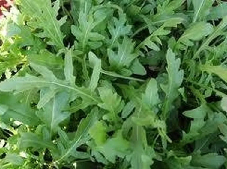 rucola