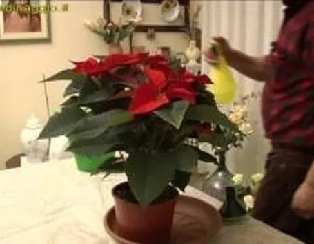 Coltivare stella di natale