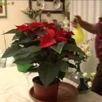 Coltivare stella di natale