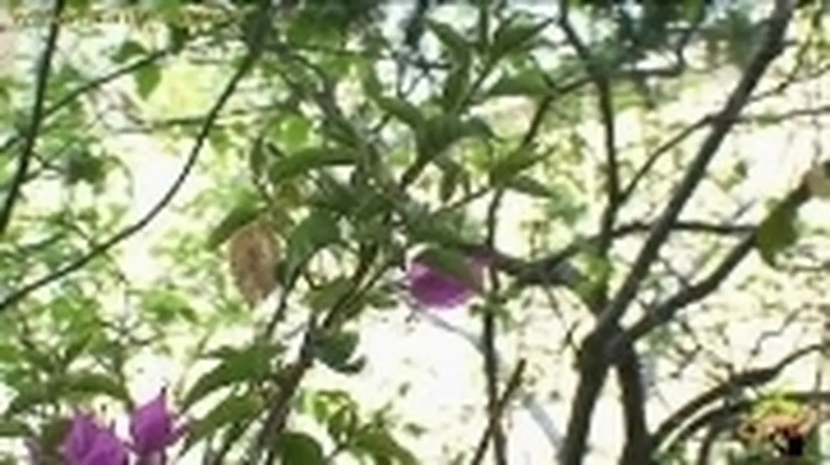potare un rampicante