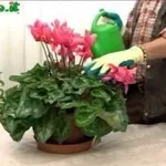 Concimare le piante