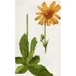 arnica montana