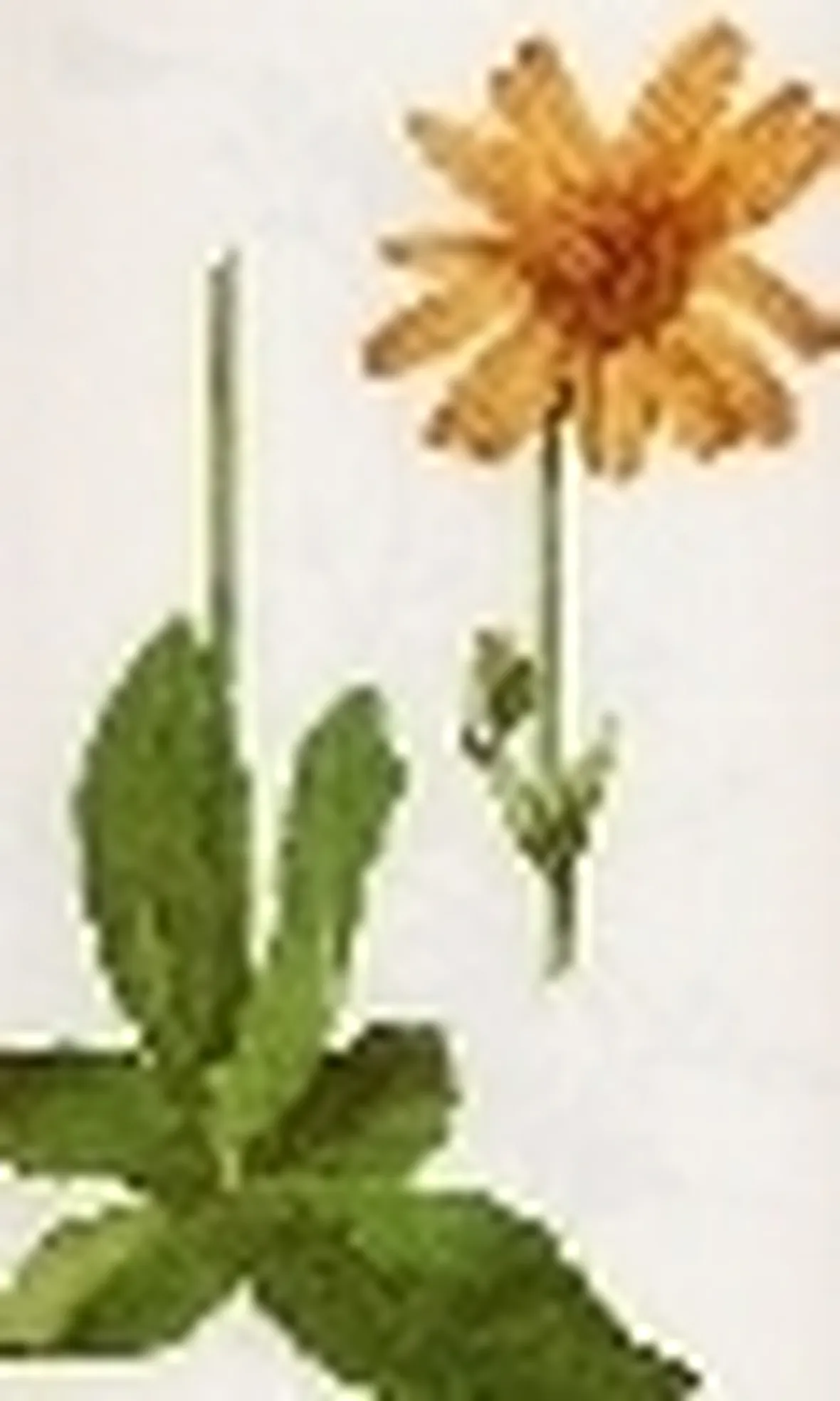 arnica montana