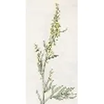 artemisia alba