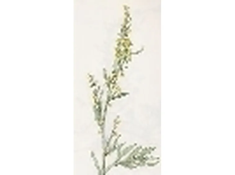 artemisia alba