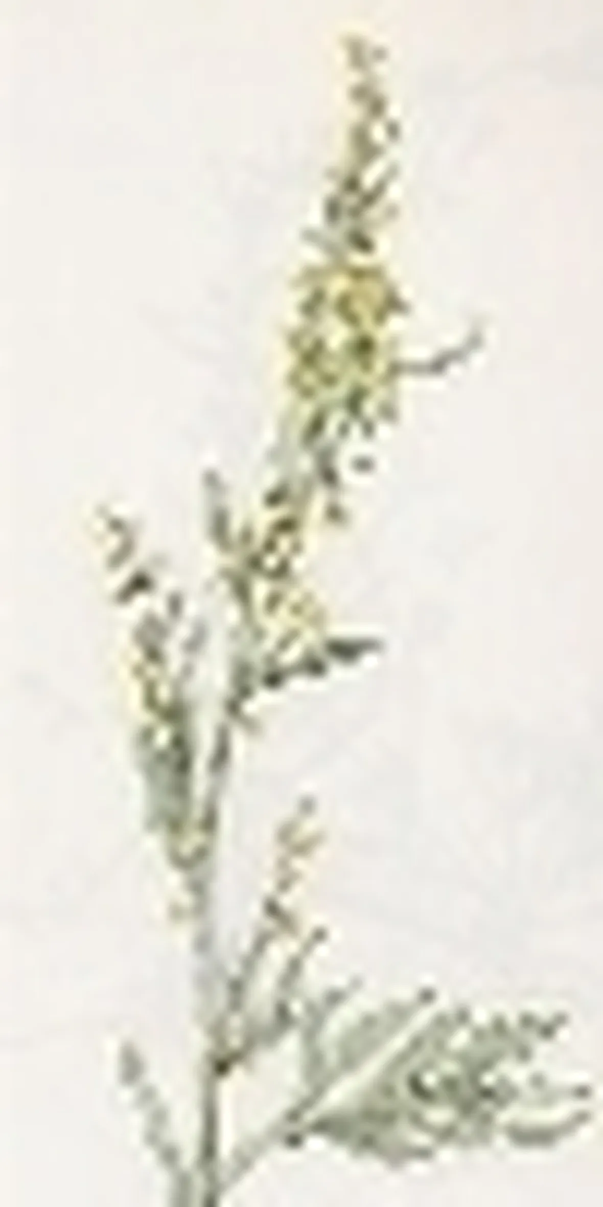 artemisia alba