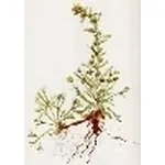 artemisia genepì