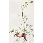 artemisia laxa
