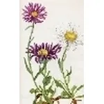 aster alpinus