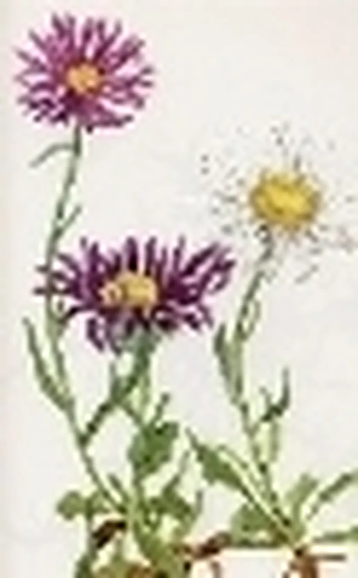 aster alpinus