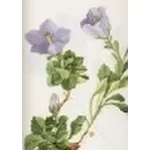 campanula raineri